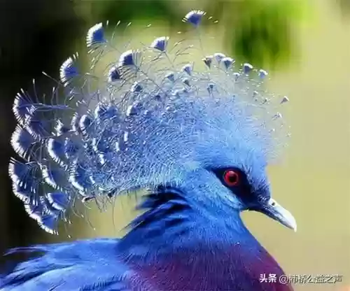 十大巨型鸽子(中国最贵的鸽子)插图