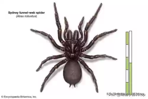 十大剧毒蜘蛛(最毒的蜘蛛排名第一)插图1