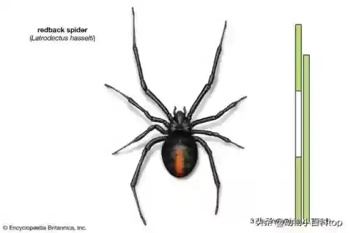 十大剧毒蜘蛛(最毒的蜘蛛排名第一)插图7