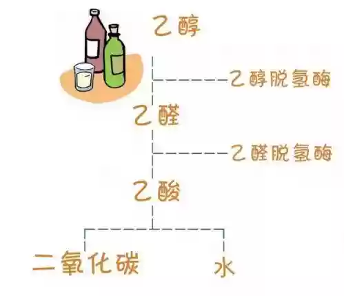 十大解酒饮料排名(解酒饮料加盟哪个品牌好)插图