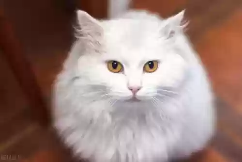 世界十大最美猫(世界上最好看的猫)插图9