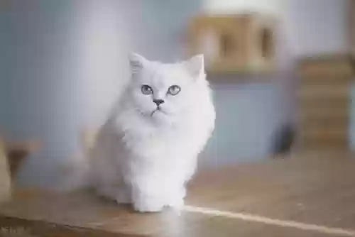 世界十大最美猫(世界上最好看的猫)插图1
