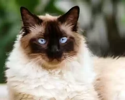 世界十大最美猫(世界上最好看的猫)插图5