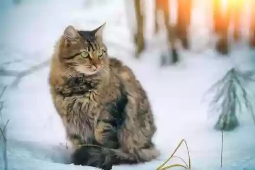 世界十大最美猫(世界上最好看的猫)插图8