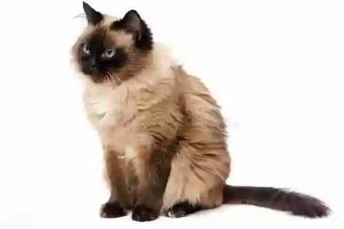 世界十大最美猫(世界上最好看的猫)插图7
