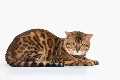 世界十大最美猫(世界上最好看的猫)插图2
