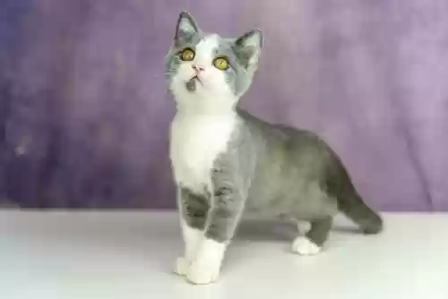 世界十大最美猫(世界上最好看的猫)插图6